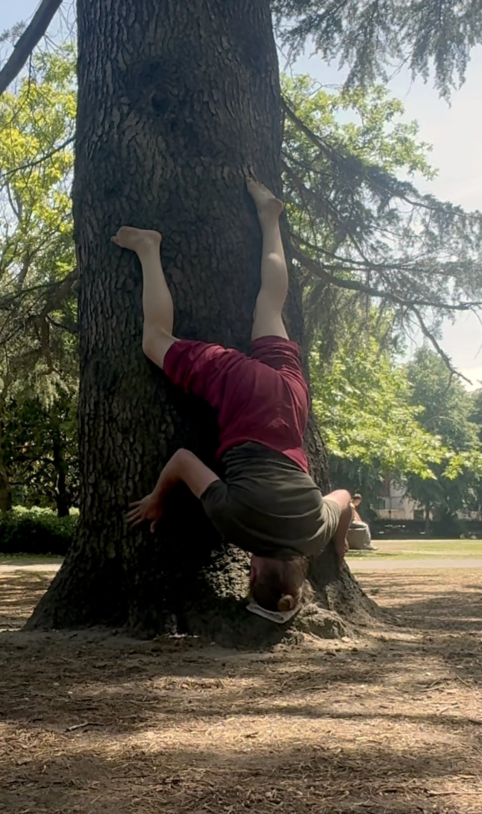 David inverted against a pine trunk, hands and feet pressed to the bark